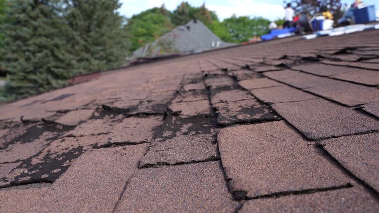 Best Roof Moss and Algae Removal  in Bremerton, WA